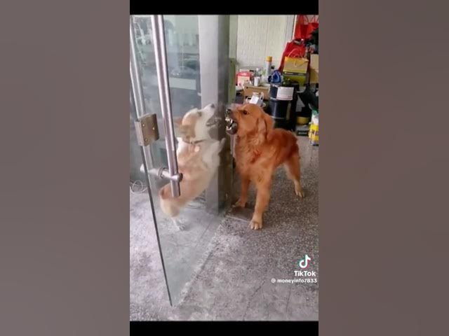 Corgi vs Golden retriever