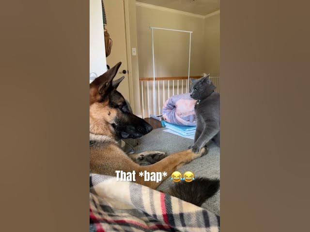 Grey cat be crazy! Cat vs dog #grumpycat #catfight #germanshepherd cover