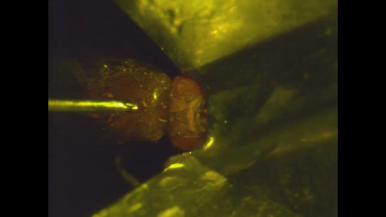 Preparing 2-photon imaging of the fly brain from the top of the head cover