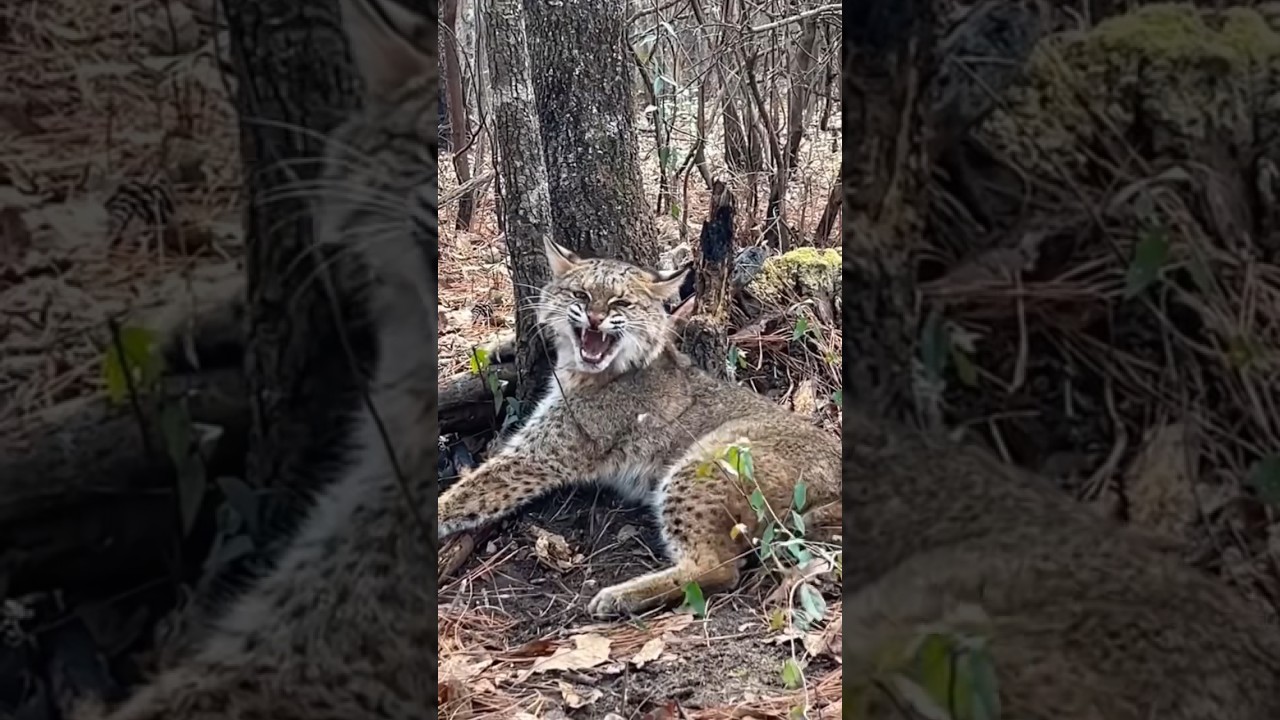 Poor bobcat trapped have rescued by girl 🐯🥲😍