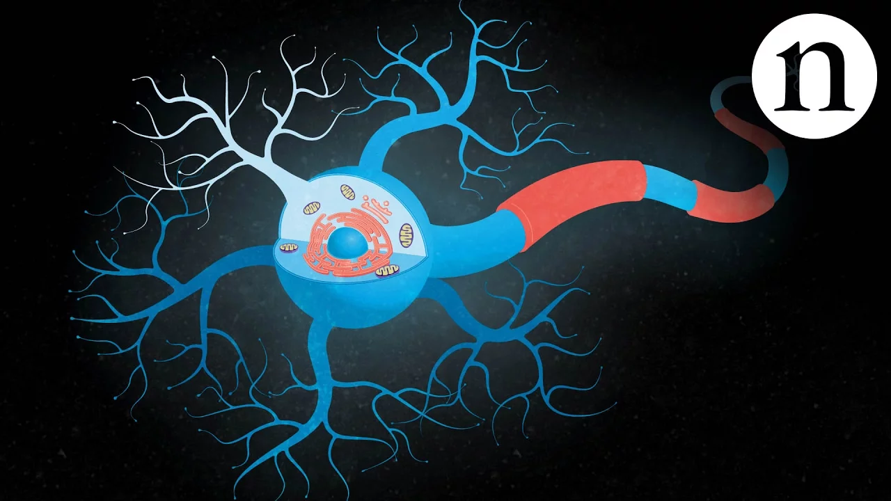 Inside ALS: The neurons behind the disease cover