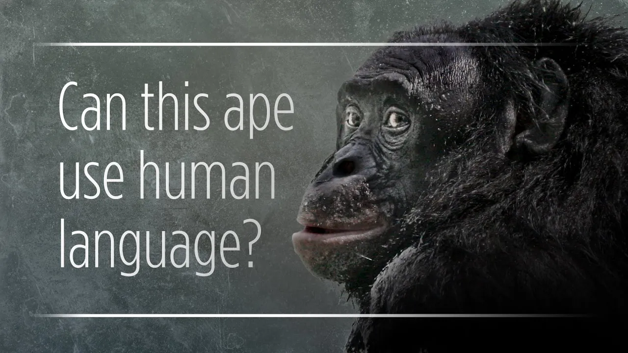 Can Apes Really 