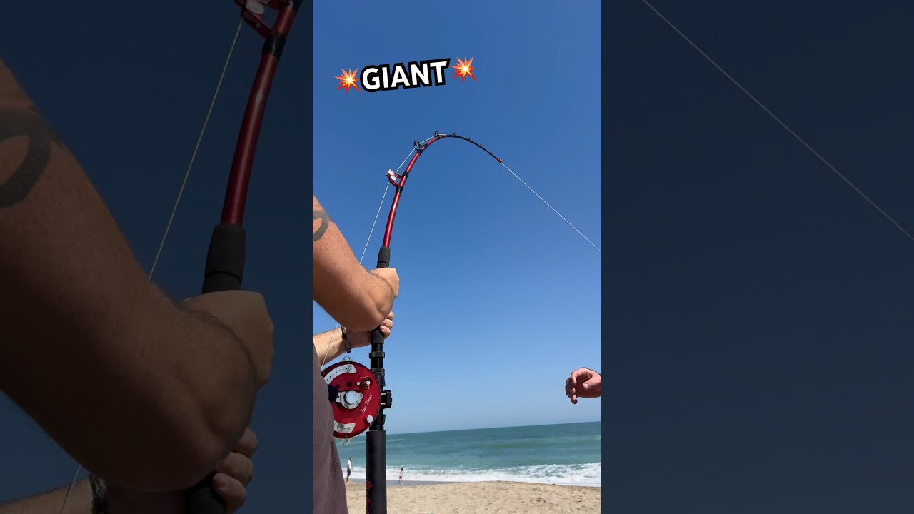 💥GIANT💥 #shorts #fish #fishing #florida #longisland #ny #shark #beach #sharkfishing #newyork