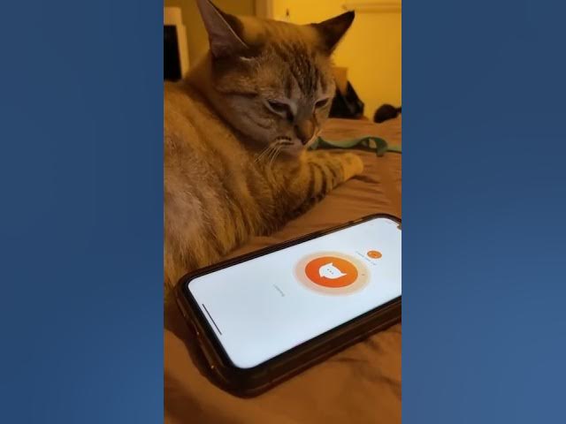 Meow Talk App