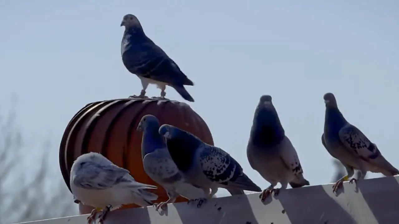 Pigeon goes for ride on top of spinning roof ventilator