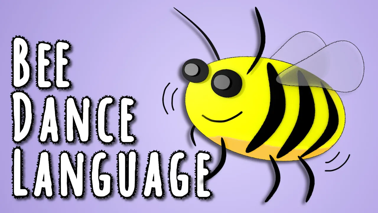 Bee Dance Language - the linguistics behind animal language cover