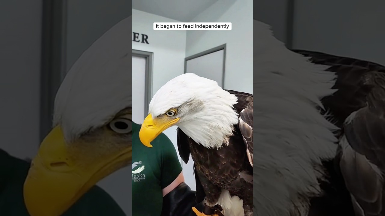 Kind-hearted people saved the bald eagle from drowning  #shorts cover